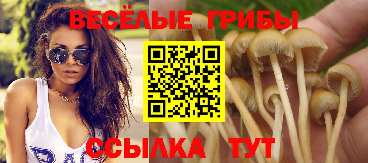 Галлюциногенные грибы Psilocybine cubensis  Вход с VPN  Псилоцибиновые грибы Psilocybine cubensis  Ставрополь 